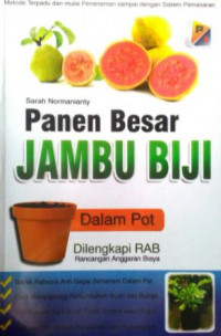 Panen besar jambu biji dalam pot