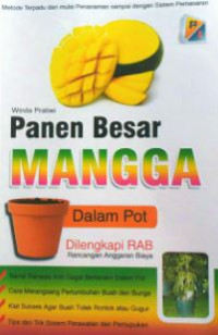 Panen besar mangga dalam pot